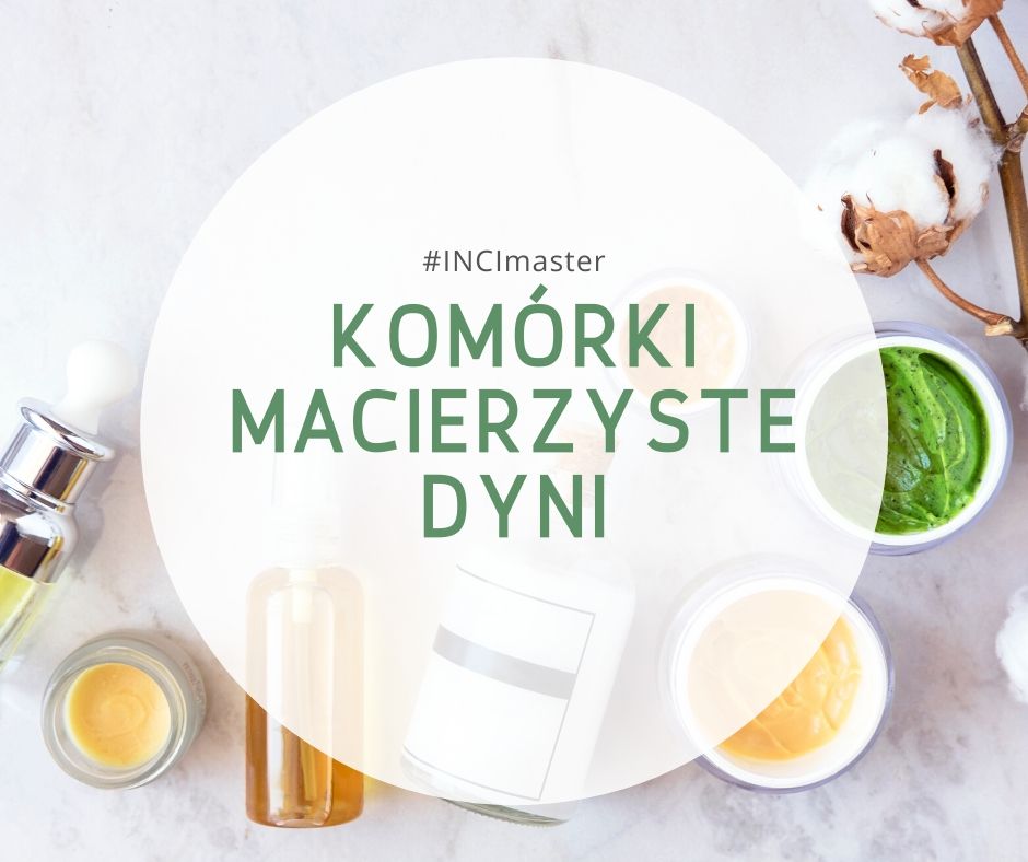 Komórki macierzyste dyni